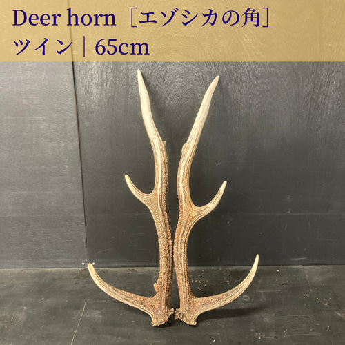 エゾシカの角・ツイン｜65㎝ その他素材 Sift 通販 15789470｜Creema