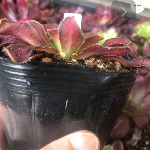 アエオニウム レア品種 韶華 1点もの 多肉植物 Rasoirana 通販