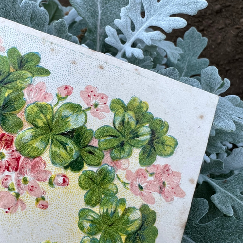 1905年 フランス 幸運をもたらす四つ葉のクローバーカード 絵葉書 