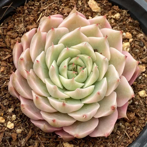 マーガレットレッピン錦 美斑入り エケベリア 超美苗 多肉植物 韓国苗