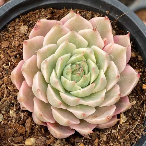 マーガレットレッピン錦 美斑入り エケベリア 超美苗 多肉植物 韓国苗