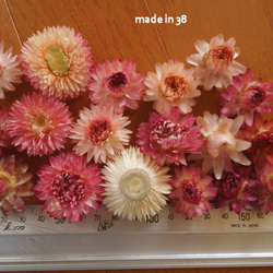 ドライフラワー 貝細工 訳アリ 材料 花材 雑貨 リース ドライフラワー