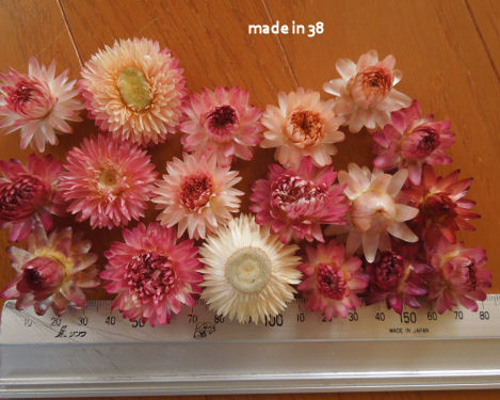 ドライフラワー 貝細工 訳アリ 材料 花材 雑貨 リース ドライフラワー