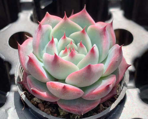 チワワエンシスhyb◎多肉植物 カット苗 韓国苗 エケベリア等