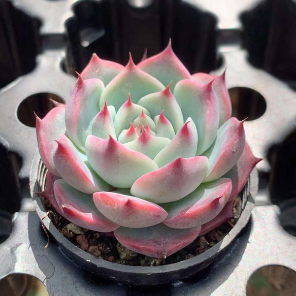 ❁﻿美苗❁チワワエンシス❁ 現品 抜き苗 多肉植物 寄せ植え 楽天市場】農園直売 多肉植物 寄せ植え エケベリア属