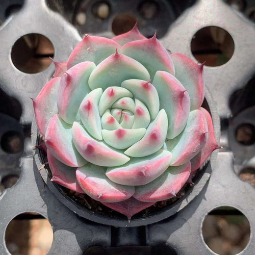 チワワエンシス エケベリア 多肉植物 超美苗 韓国苗 観葉植物 花 園芸