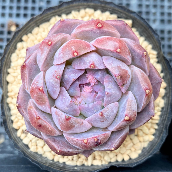 ポセイドン 韓国苗 多肉植物 多肉植物 プクニク 通販 15792583｜Creema