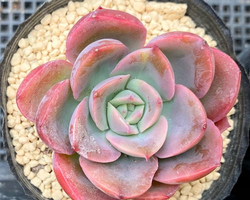 多肉植物　韓国苗　リファー 多肉植物 黒鳥 韓国苗 多肉植物 pariʚ❤︎ɞtaniku
