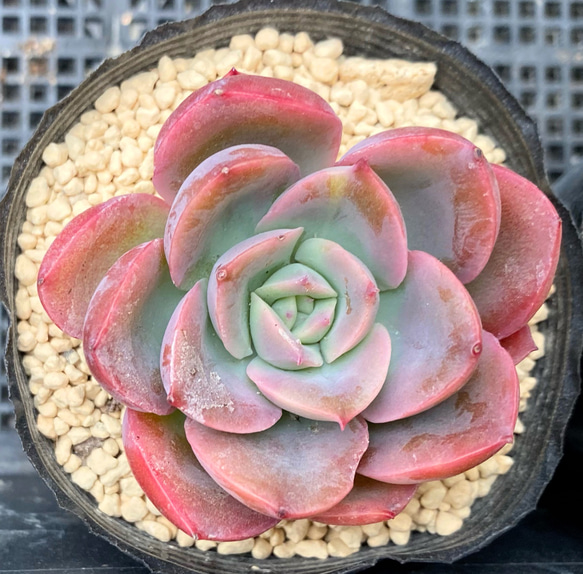 多肉植物 韓国苗　ブルーハイヒール Amazon.co.jp: C！！多肉植物 ピンクベラ錦 韓国苗 美苗 農園