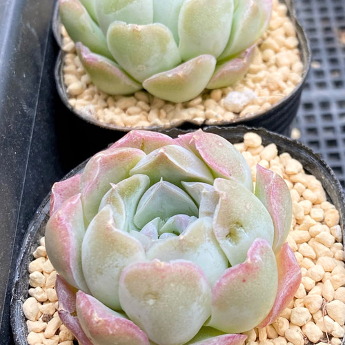 SALE】ローズエレガンス 韓国苗 多肉植物 多肉植物 プクニク 通販