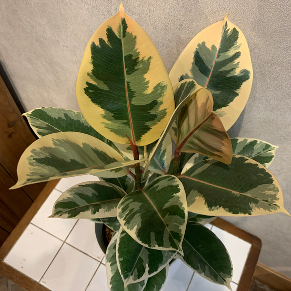 インテリア 観葉植物 フィカス ティネケ 6号 60cm