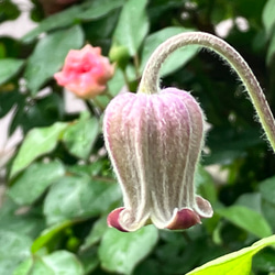 壺型クレマチスラベル落ち 多肉植物 植花夢 通販 15793470｜Creema