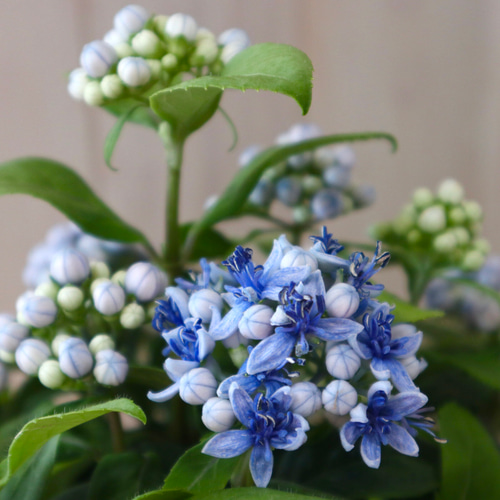 ☆ Jin様 専用☆ 紫陽花 他