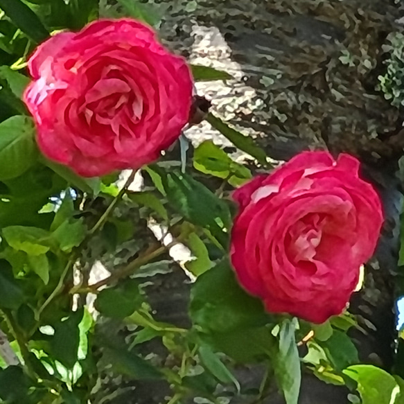 布草履~藍色渦巻き 7枚目の画像