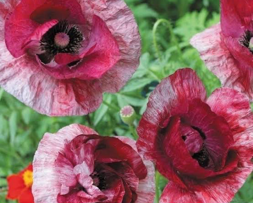 93d9c2b55a352e064711f328aa6366