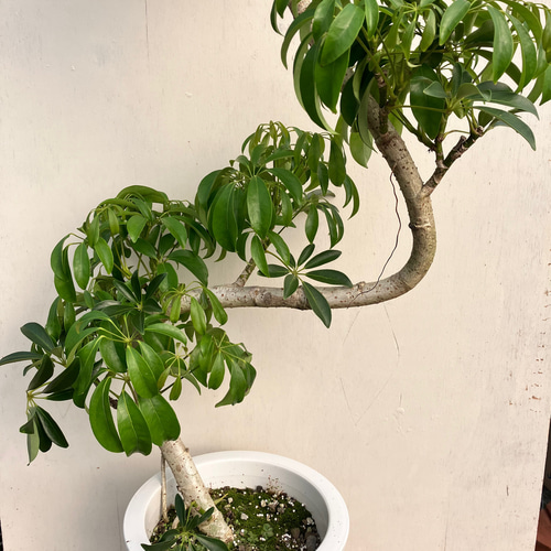 シェフレラ カポック 琉球石灰岩抱き盆栽 ジブリの世界 シェフレラ カポック 琉球石灰岩抱き盆栽 ジブリの世界 【公式通販】