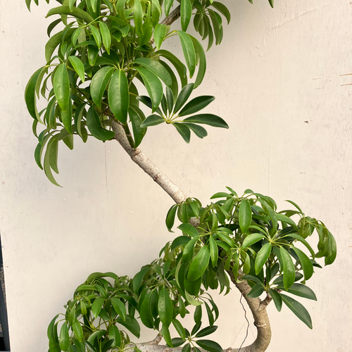 シェフレラ＊カポック＊曲がり＊観葉植物＊インテリアグリーン
