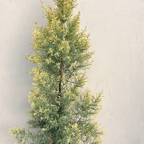 コニファー＊サルフレア＊ブルーアイス＊常緑樹＊シンボルツリー