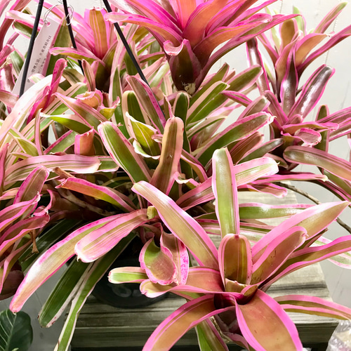 超特大！！ ネオレゲリア ファイヤーボール 7号 吊り鉢 その他