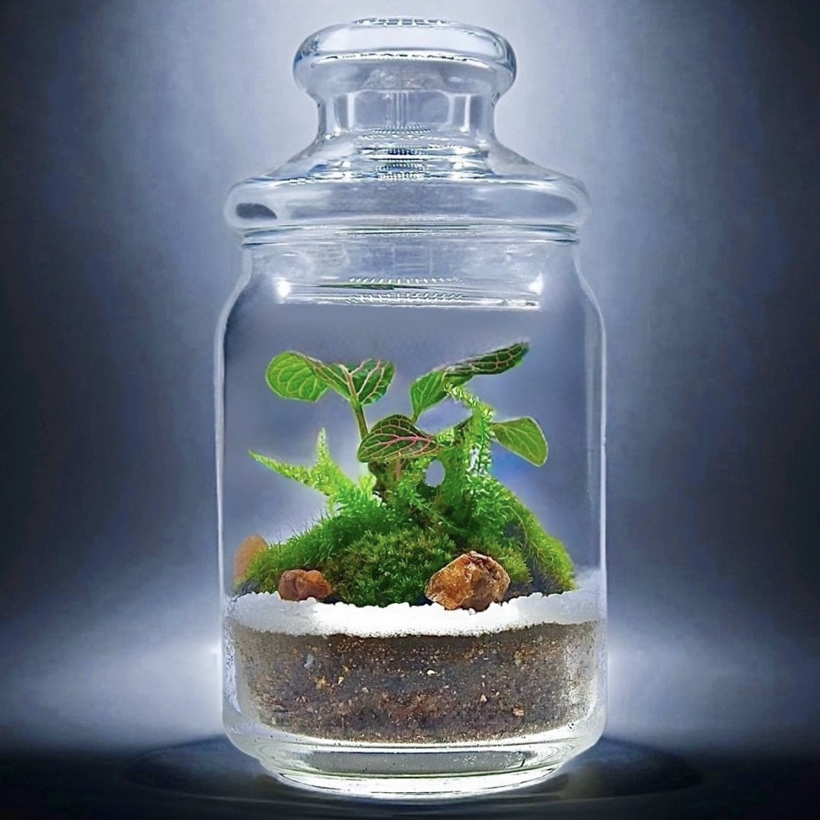 ［母の日完売作品］フィットニアと苔の苔テラリウム観葉植物ピンク育てやすい水やり楽可愛らしい美女と野獣の世界観