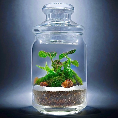 母の日完売作品］フィットニアと苔の苔テラリウム観葉植物ピンク育て