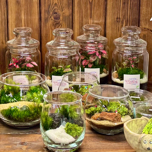 母の日完売作品］フィットニアと苔の苔テラリウム観葉植物ピンク育て