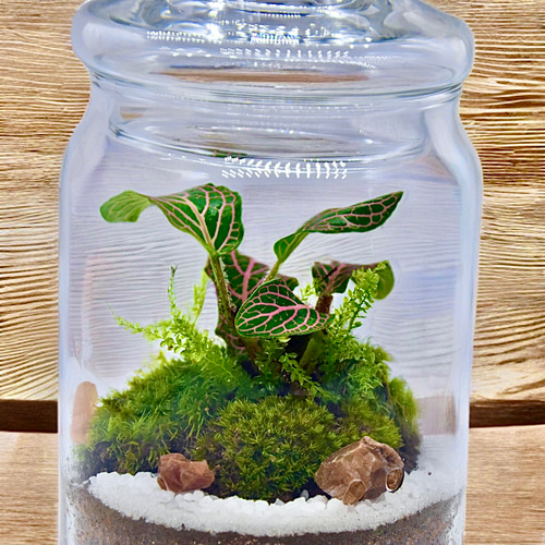 母の日完売作品］フィットニアと苔の苔テラリウム観葉植物ピンク育て