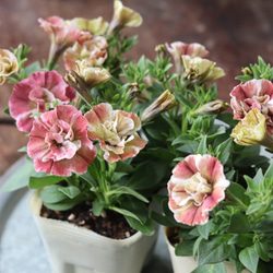 № 38☆キャロライン☆韓国苗 多肉植物 エケベリア 多肉植物 Succulent