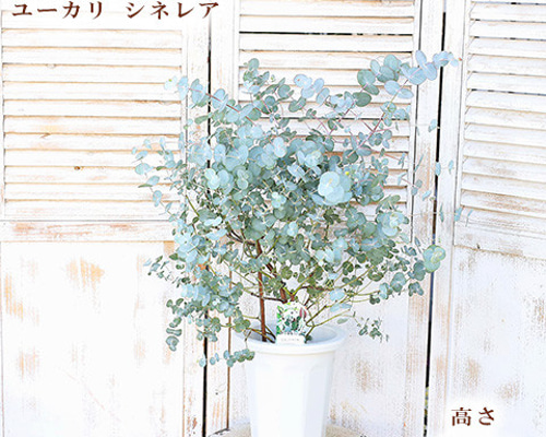 再入荷常緑苗木 銀丸葉 ユーカリ シネレア 6号 高さ約70cm 庭木 植木