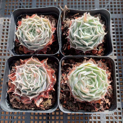 シムランス アセンション エケベリア 多肉植物 超美苗 韓国苗 観葉植物
