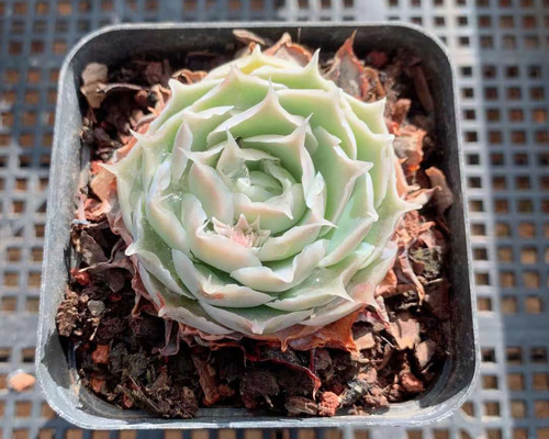 シムランス アセンション エケベリア 多肉植物 超美苗 韓国苗