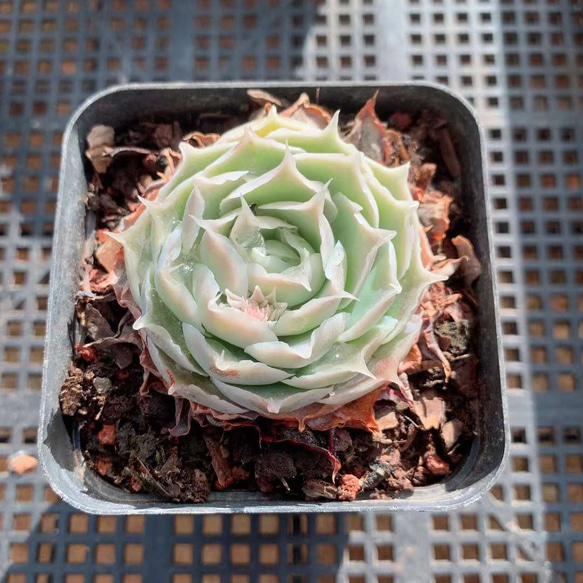 シムランス アセンション エケベリア 多肉植物 超美苗 韓国苗