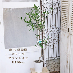 現品販売 常緑苗木 実付き オリーブ フラントイオ 6号 高さ120cm 送料