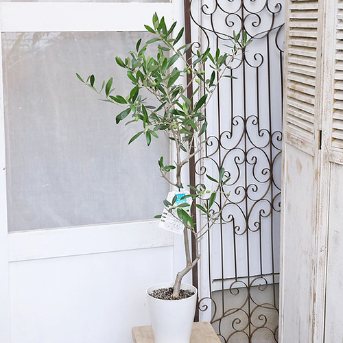 現品販売 常緑苗木 実付き オリーブ フラントイオ 6号 高さ120cm 送料