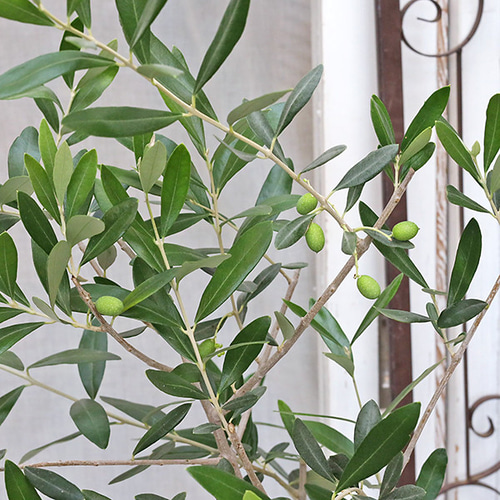 現品販売 常緑苗木 実付き オリーブ フラントイオ 6号 高さ120cm 送料