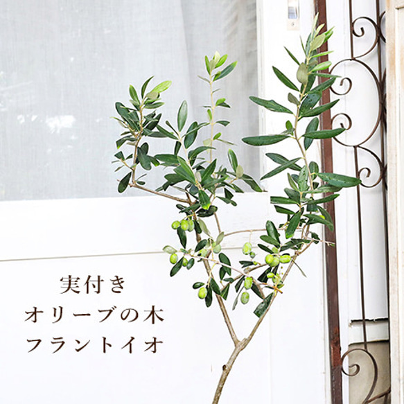 現品販売 常緑苗木 実付き オリーブ フラントイオ 5号 高さ90cm