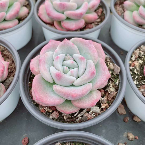 雪媚娘 激レア高級多肉植物 エケベリア 超美苗 韓国苗 観葉植物