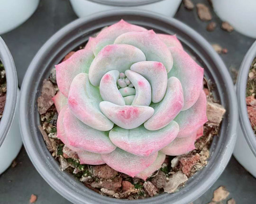 ⚠️専用　多肉植物　雪香錦　微根 香妃豆錦③】 抜き苗 微根 多肉植物 エケベリア セダム 寄せ植え