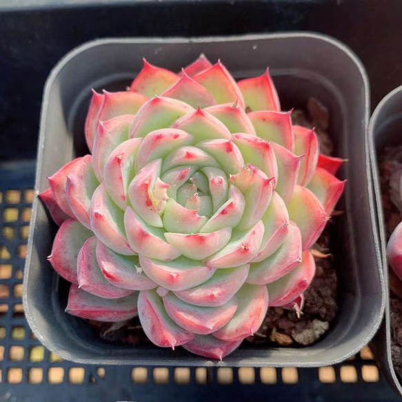 玉芙蓉 エケベリア 激レア高級多肉植物 超美苗 韓国苗 観葉植物