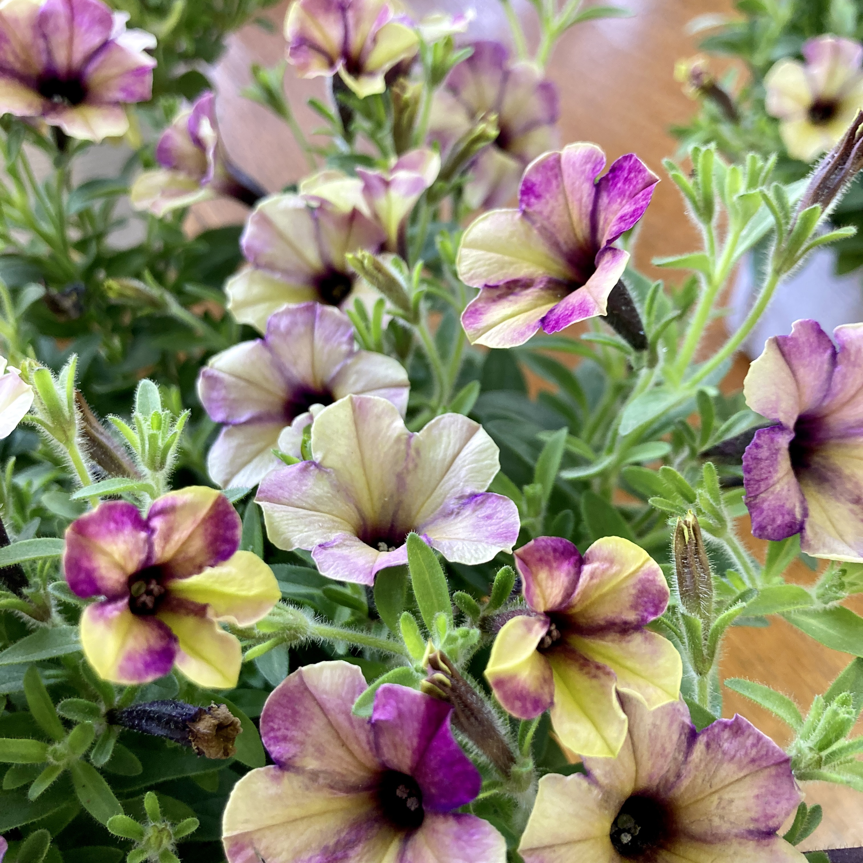 ミル花さま専用ページ♡ カントリーハート　カート両取っ手付き ミル花さま専用ページ♡ カントリーハート カート両取っ手付き