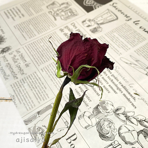 スタンダードローズ サムライ08 【 ドライフラワー 】 バラ 薔薇