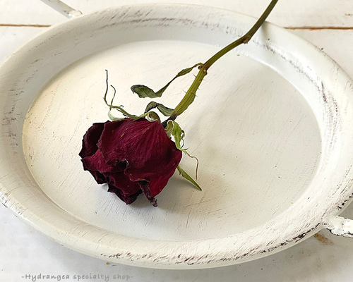 スタンダードローズ サムライ08 【 ドライフラワー 】 バラ 薔薇