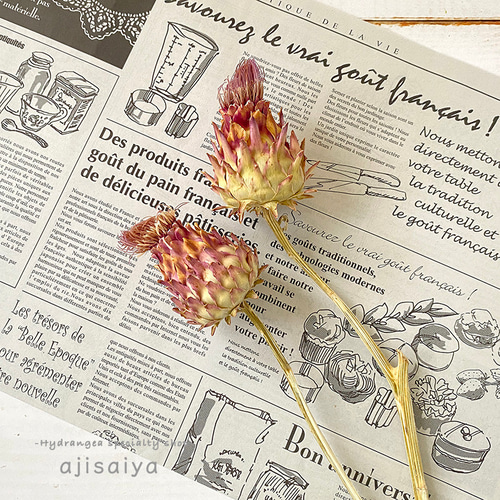 アーティチョーク・ミニサイズ 【 ドライフラワー 】 ドライフラワー