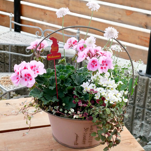 香り高いゼラニウム 芳香性のあるネメシア 毎年咲くお花の 寄せ植え 母