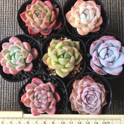 ピーチさま専用 多肉植物 エケベリア ピーチ&クリーム6苗セット （送料込