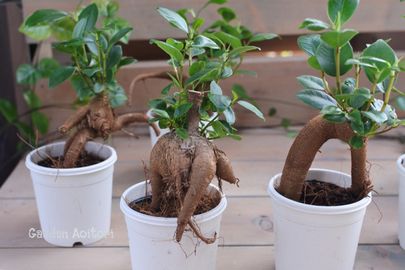 ○観葉植物○ちびっこガジュマル.. 6枚目の画像