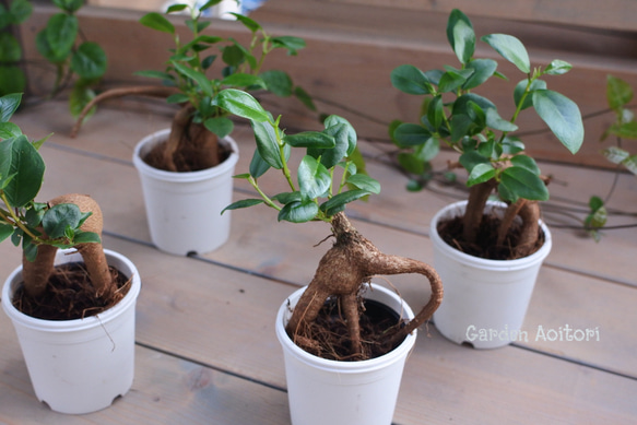 ○観葉植物○ちびっこガジュマル.. 10枚目の画像