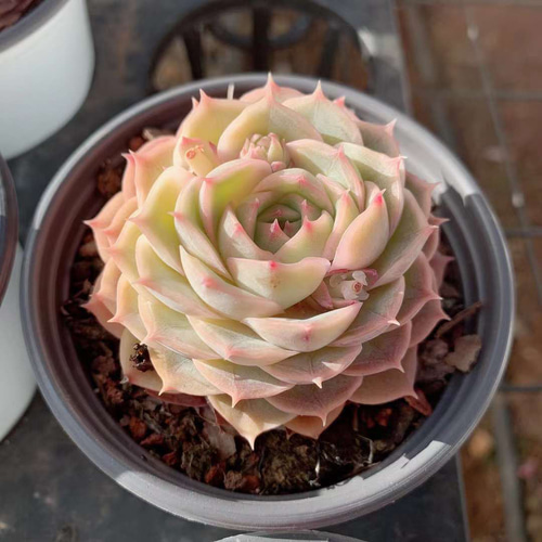 ♡韓国苗♡多肉植物♡美苗♡オンスロー♡カット苗