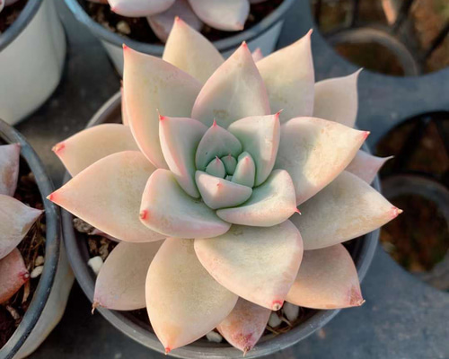 メキシカンジャイアント エケベリア 多肉植物 超美苗 韓国苗 観葉植物