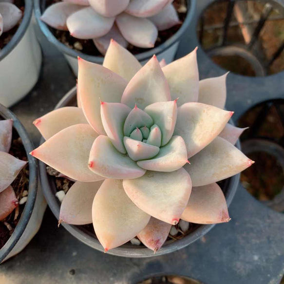 メキシカンジャイアント エケベリア 多肉植物 超美苗  韓国苗 観葉植物 花 園芸 1枚目の画像